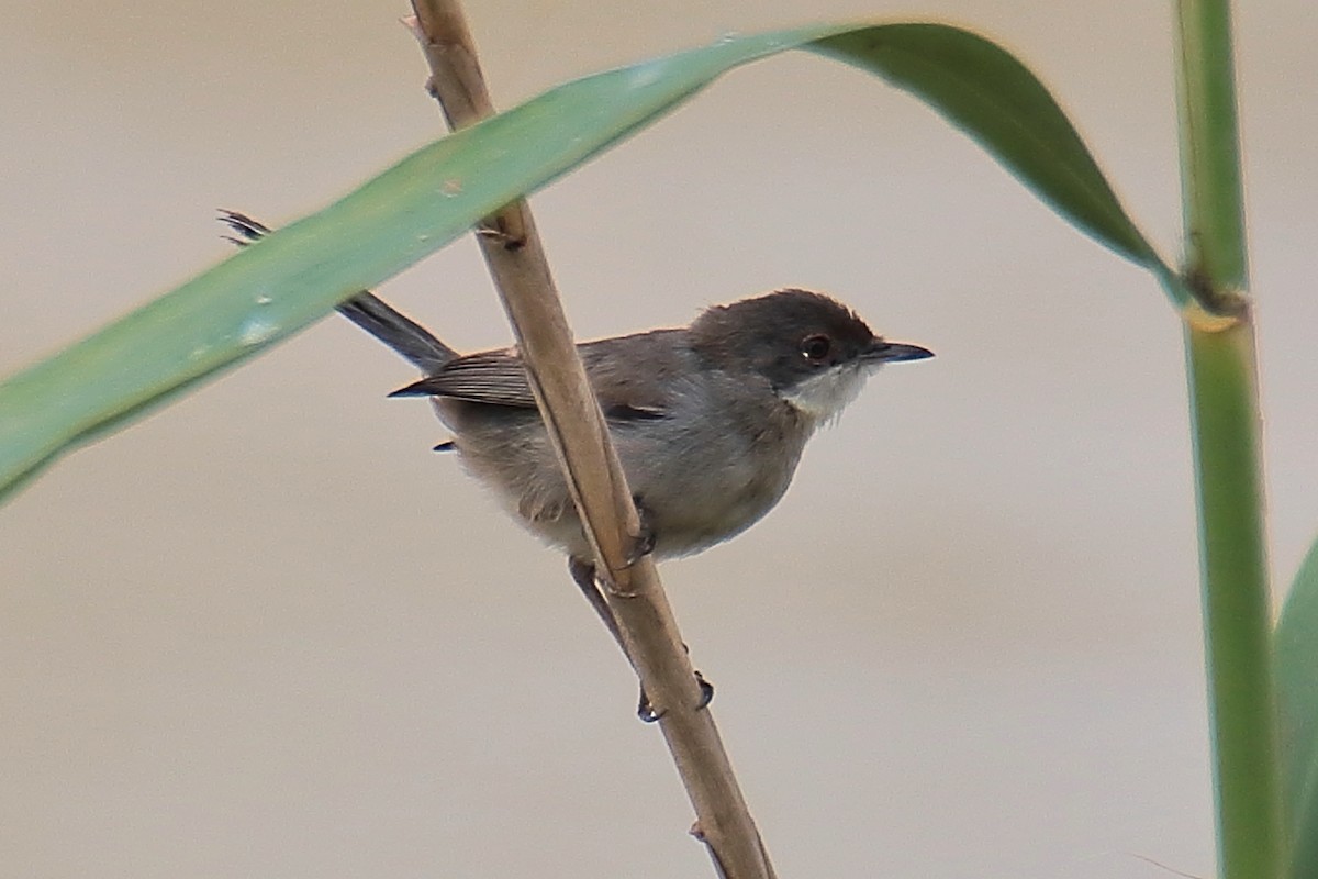 Sardinian Warbler - ML620379519