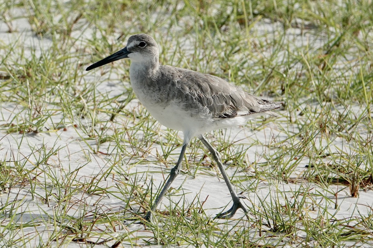 Willet - ML620379530