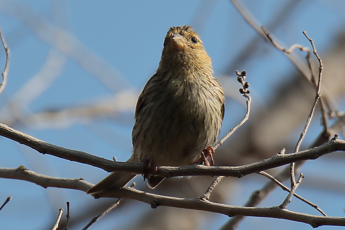 European Serin - Juan Sebastian Barrero