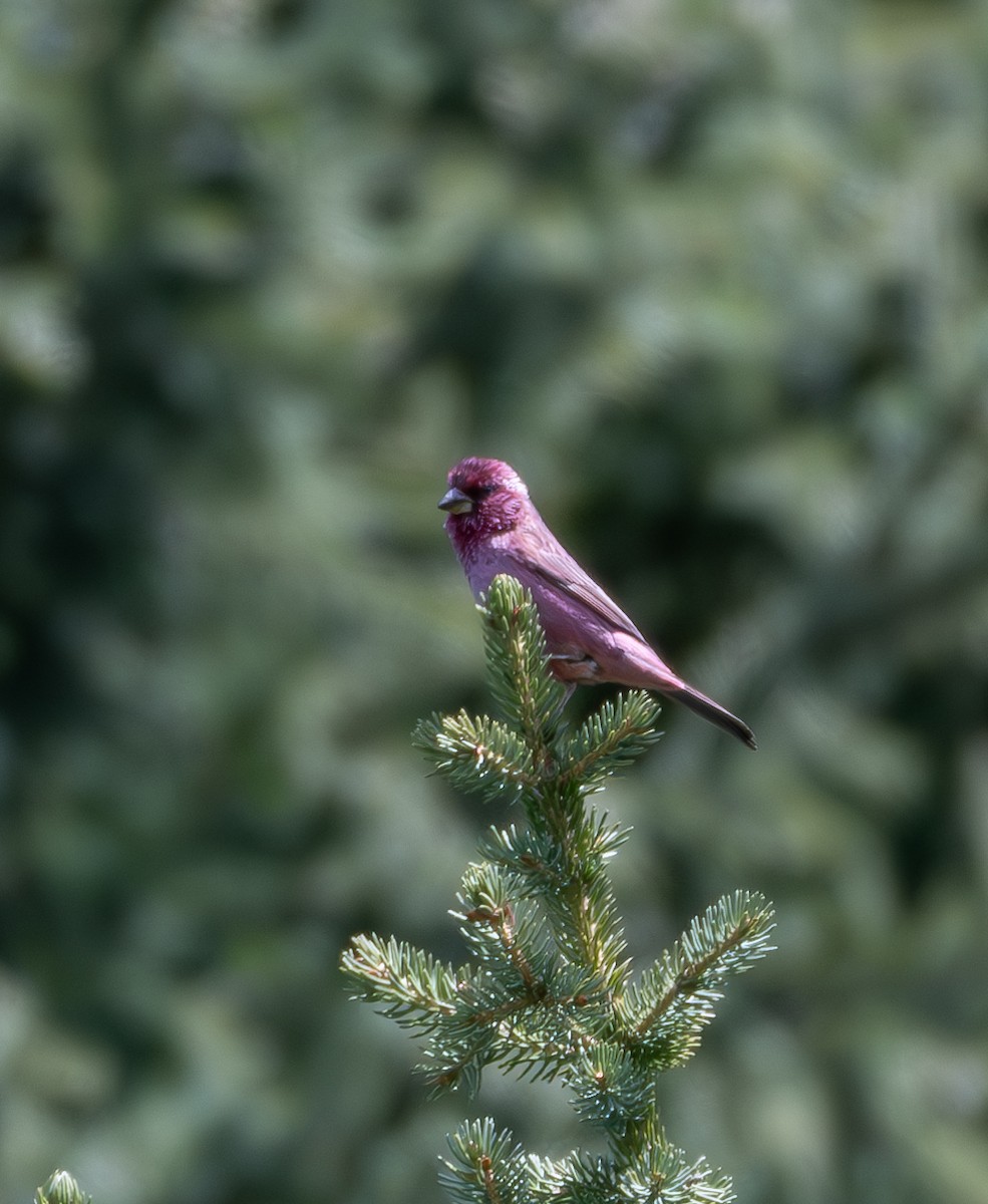 Red-mantled Rosefinch - ML620379549