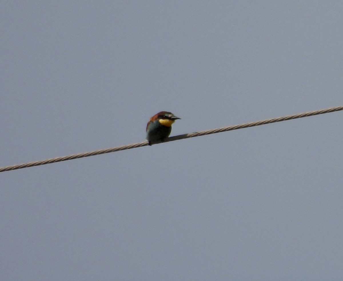 European Bee-eater - ML620379551