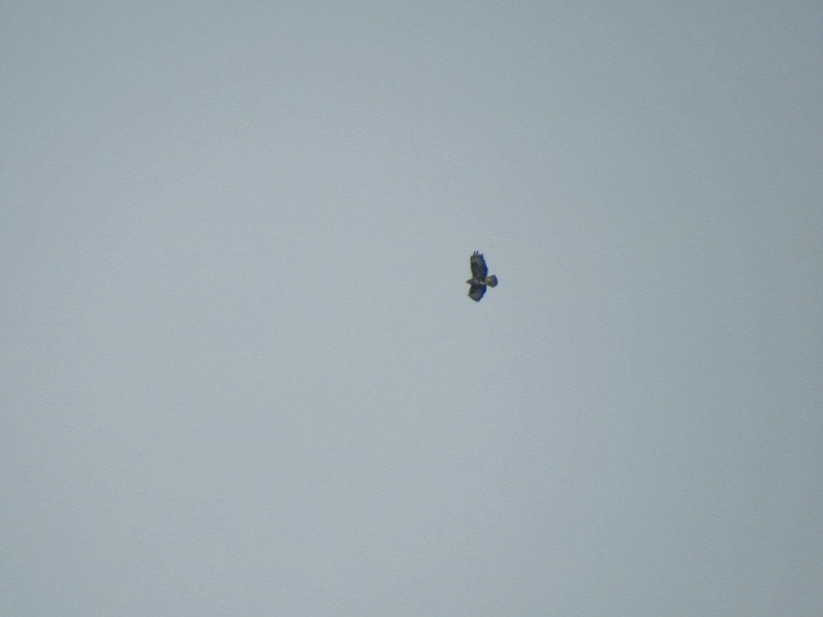 Common Buzzard (Western) - ML620379552