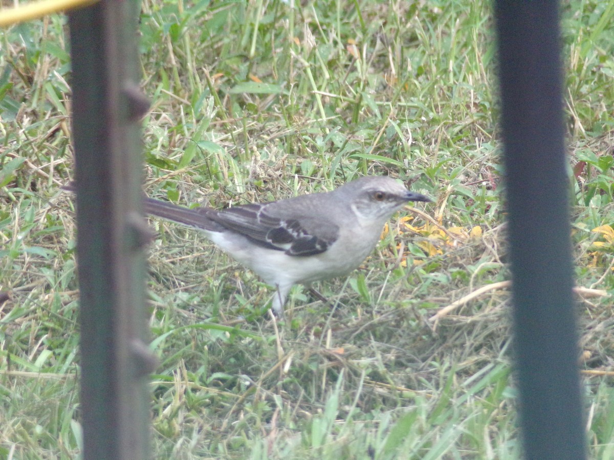 Northern Mockingbird - ML620379572