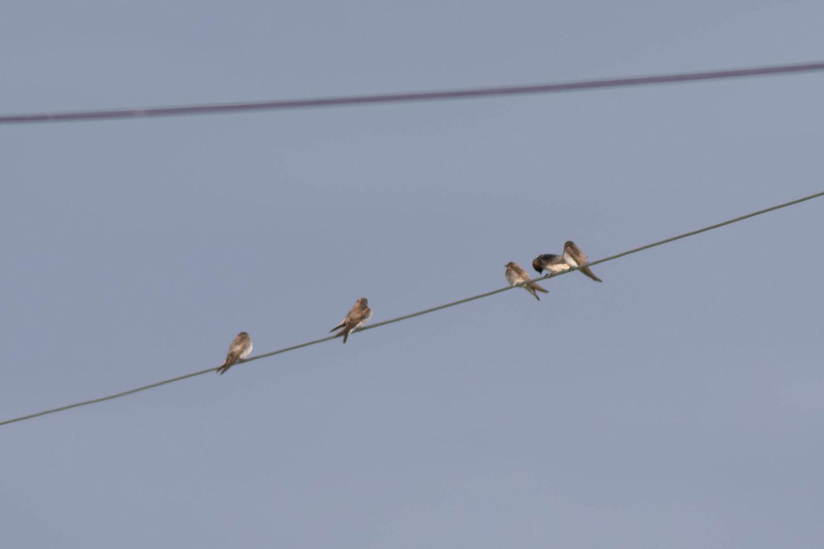 Northern Rough-winged Swallow - ML620379575