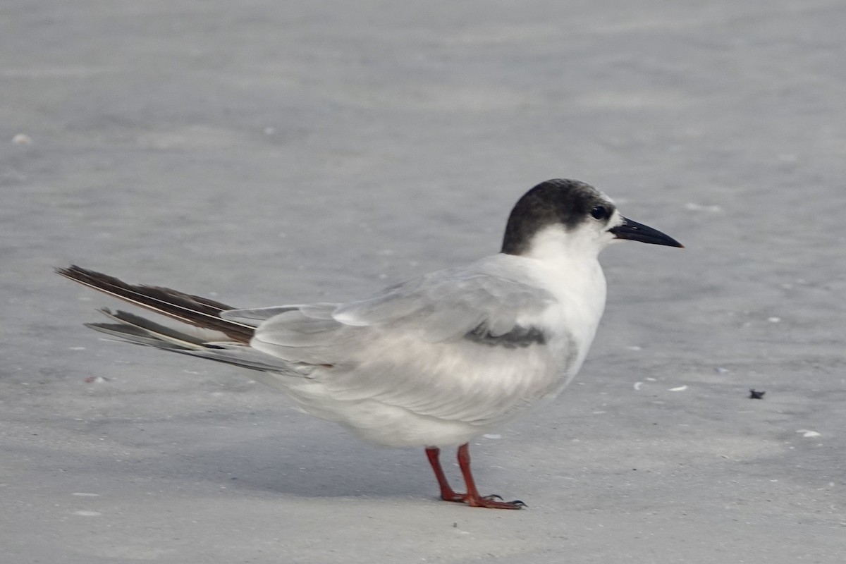 Common Tern - ML620379578