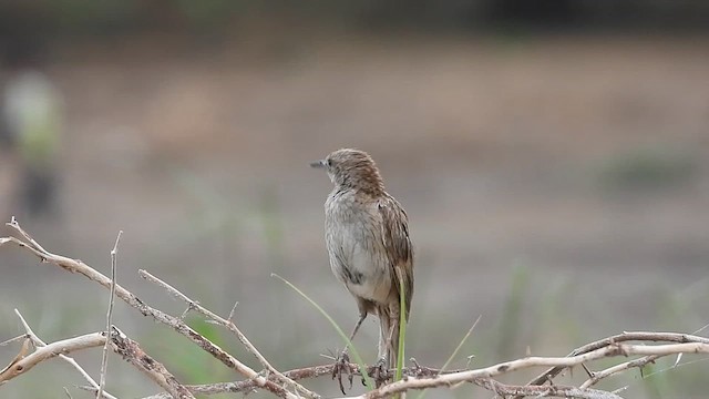 Striated Grassbird - ML620379584