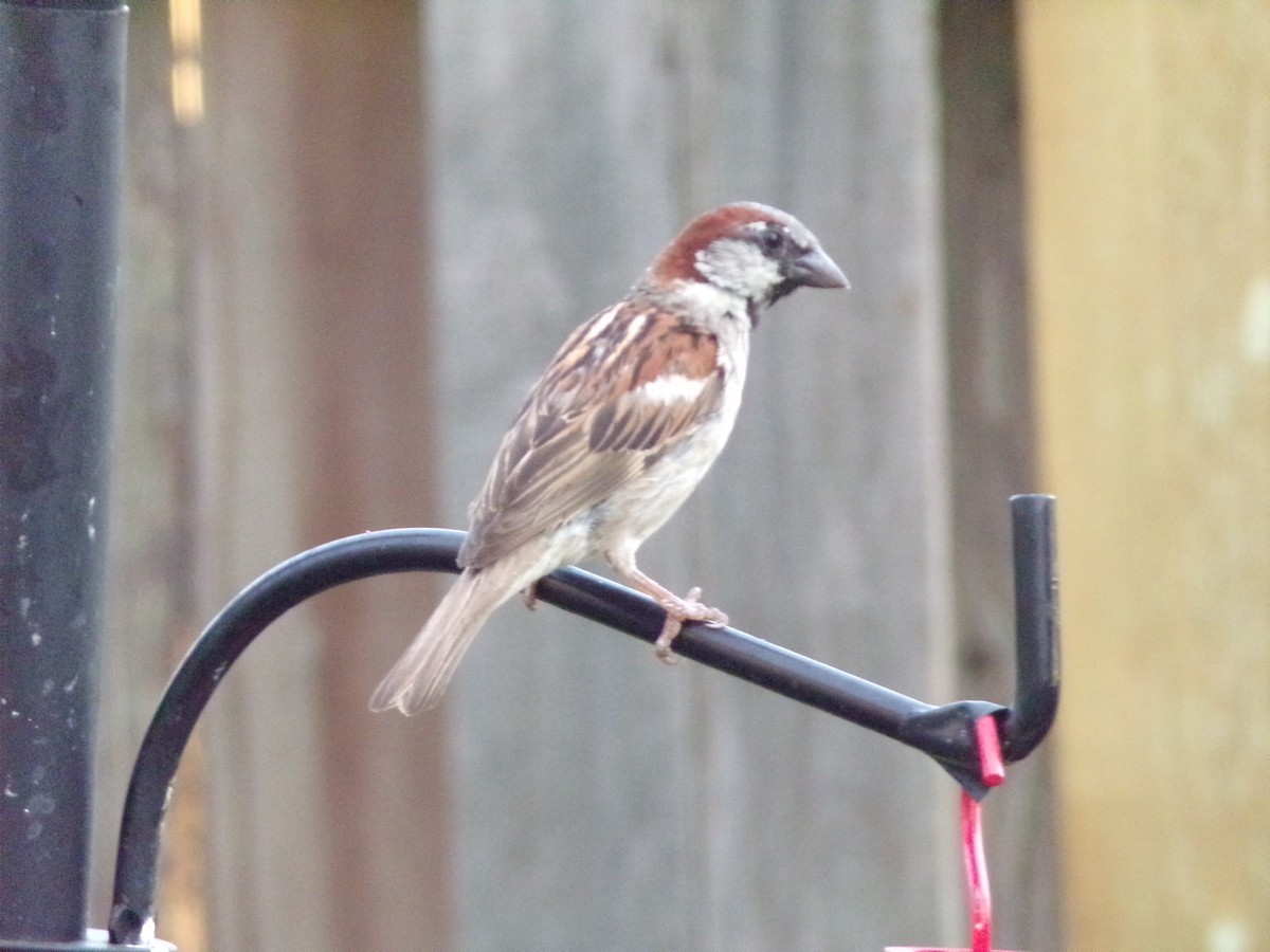 Moineau domestique - ML620379588