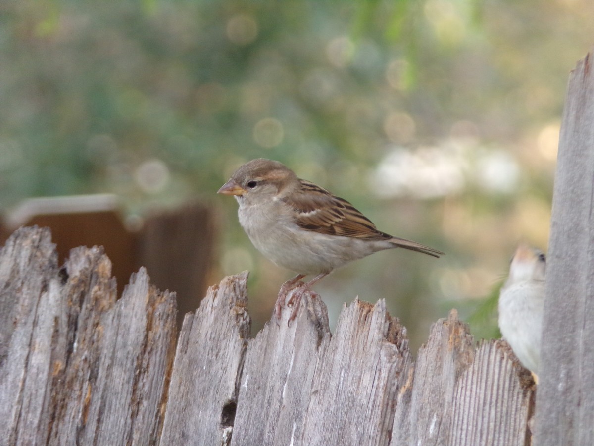 House Sparrow - ML620379589