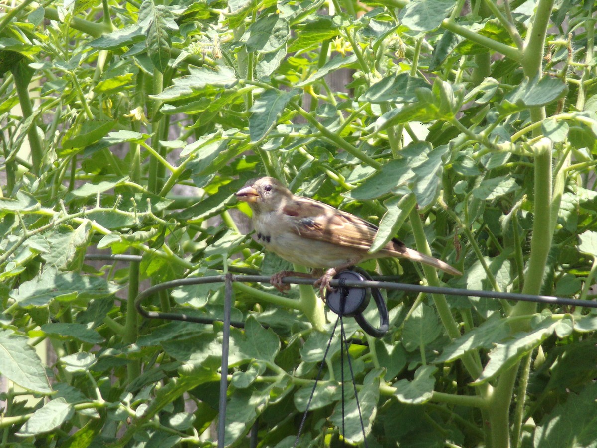 House Sparrow - ML620379590