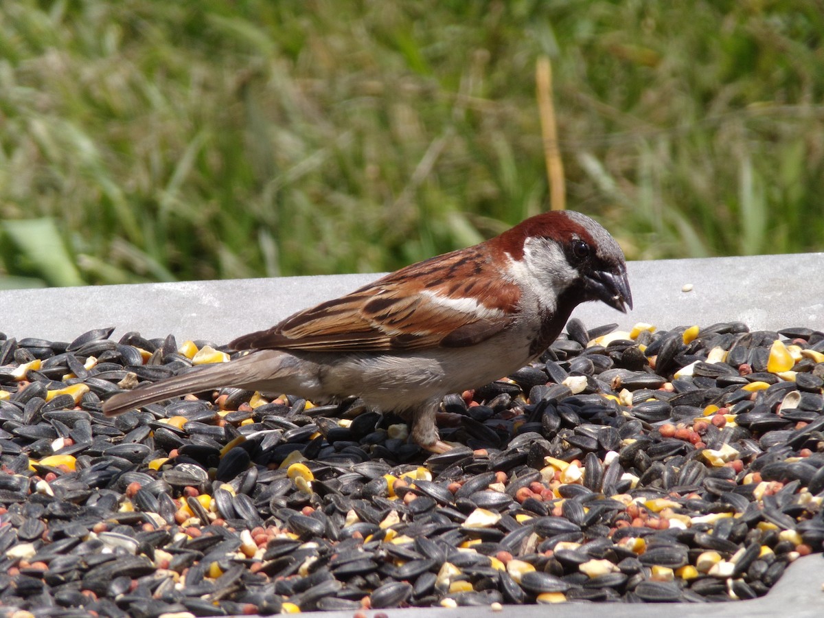 House Sparrow - ML620379591