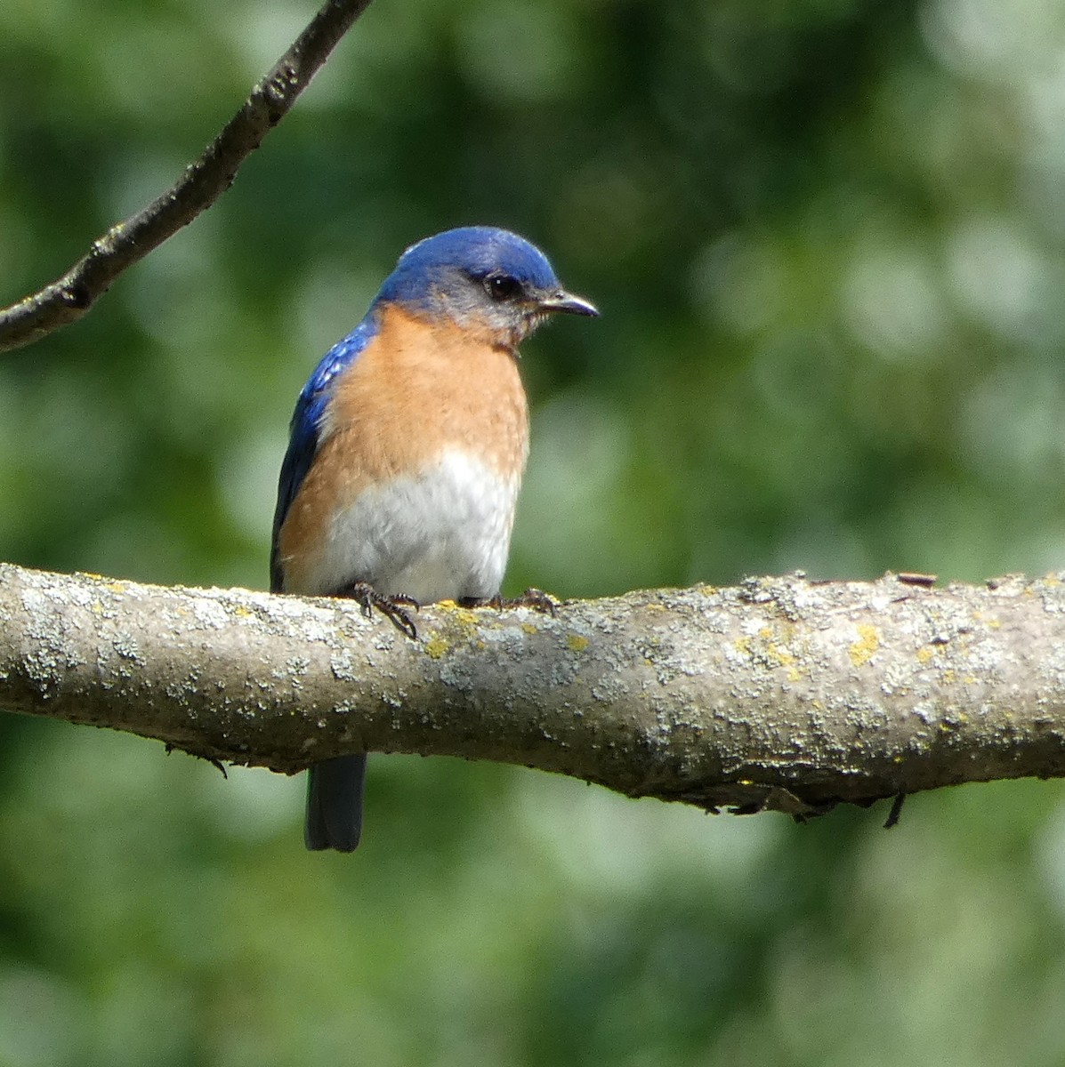 Eastern Bluebird - ML620379601