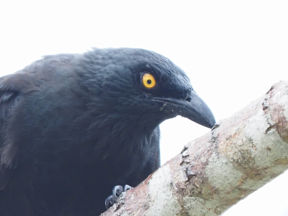 Micronesian Starling - ML620379606