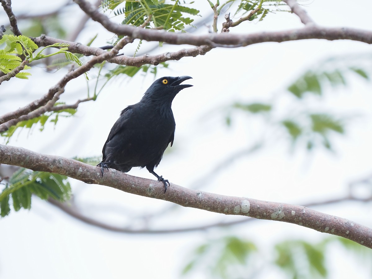 Micronesian Starling - ML620379607