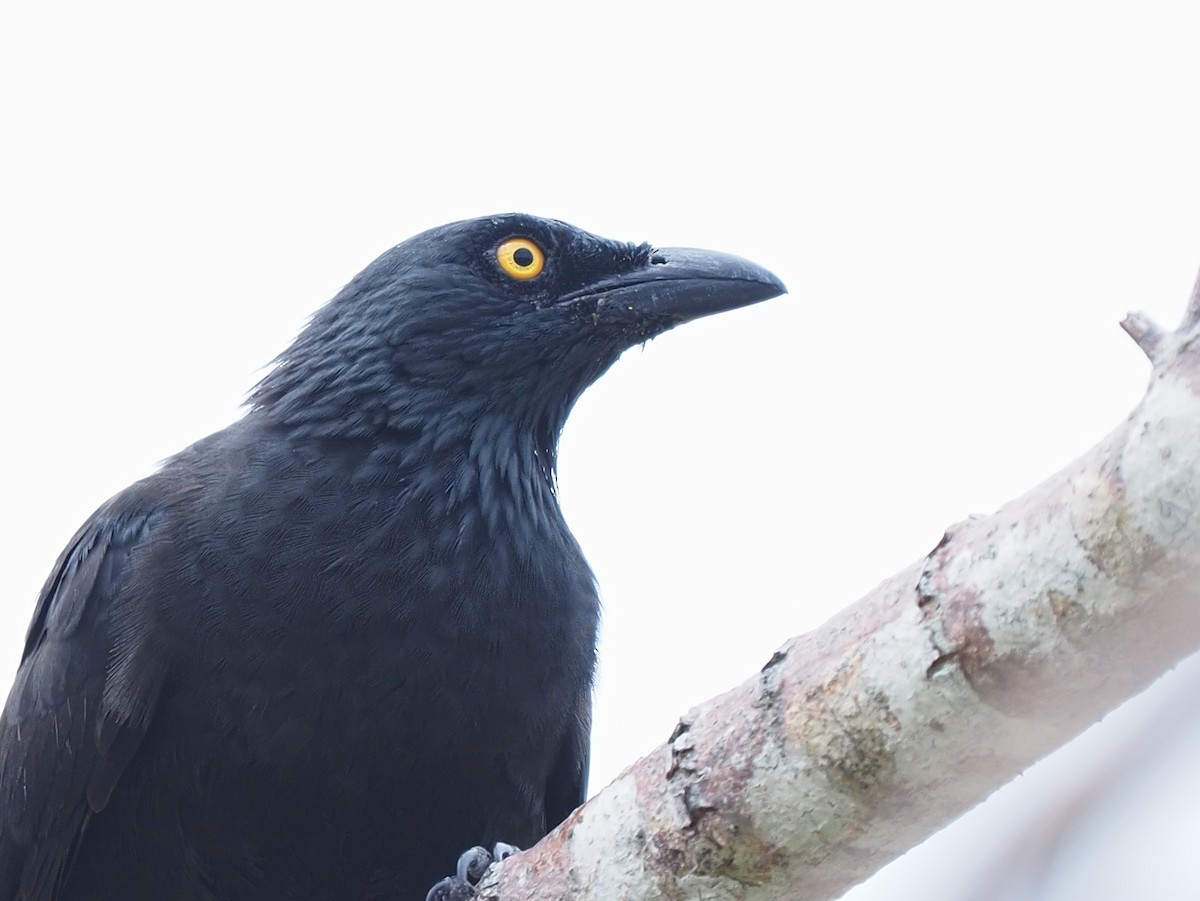 Micronesian Starling - ML620379608