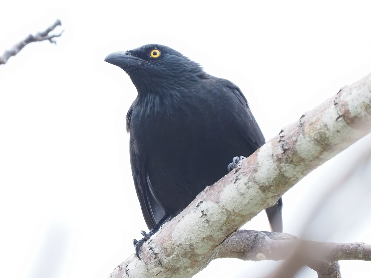 Micronesian Starling - ML620379609