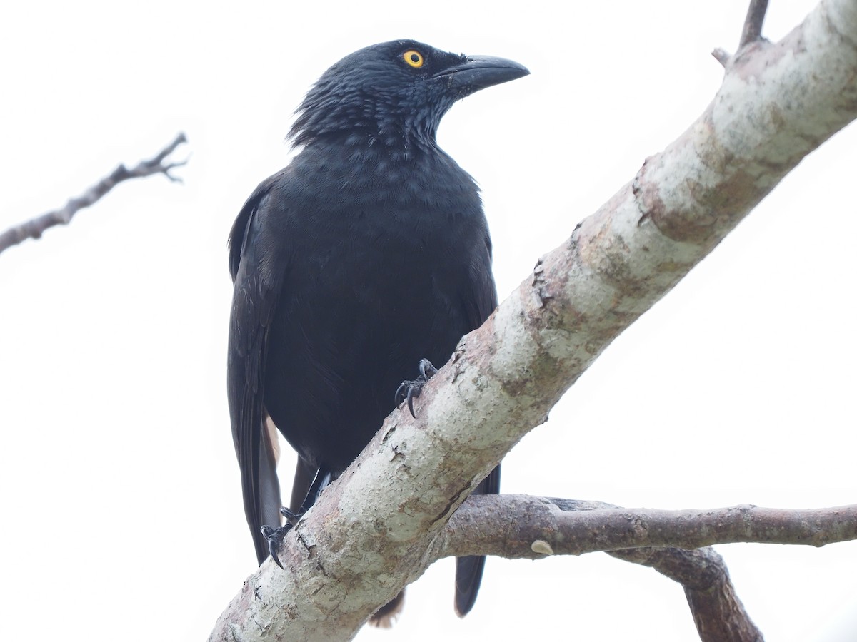 Micronesian Starling - ML620379610