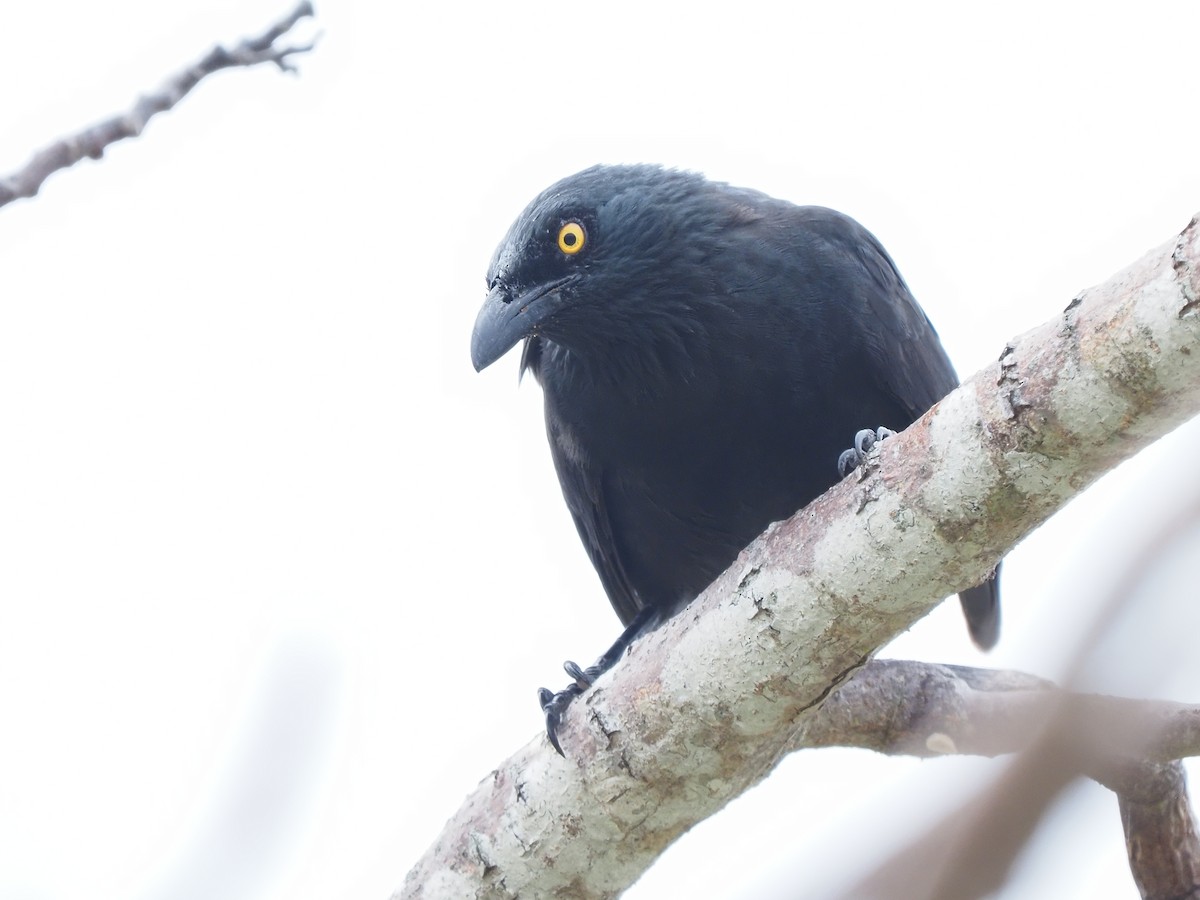 Micronesian Starling - ML620379611