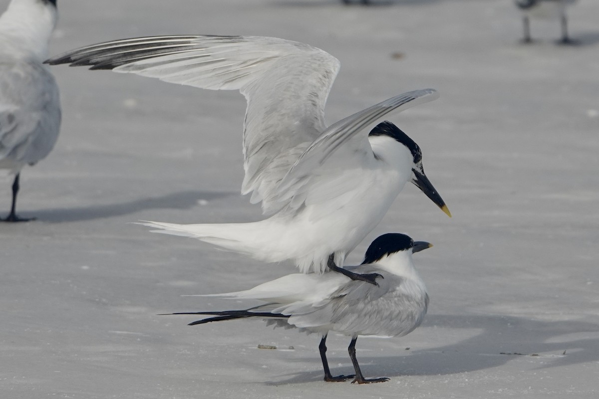 Sandwich Tern - ML620379626