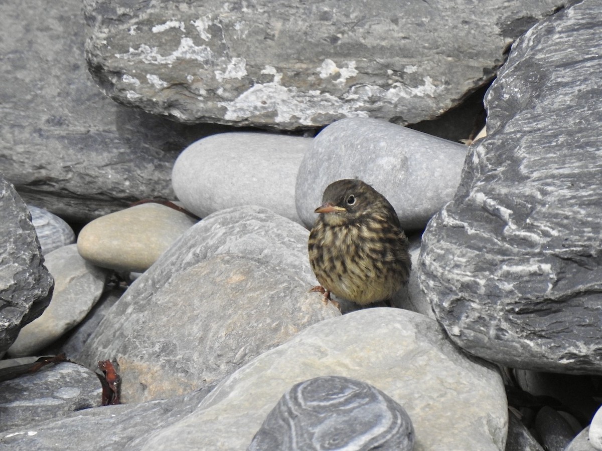 Rock Pipit (Western) - ML620379629