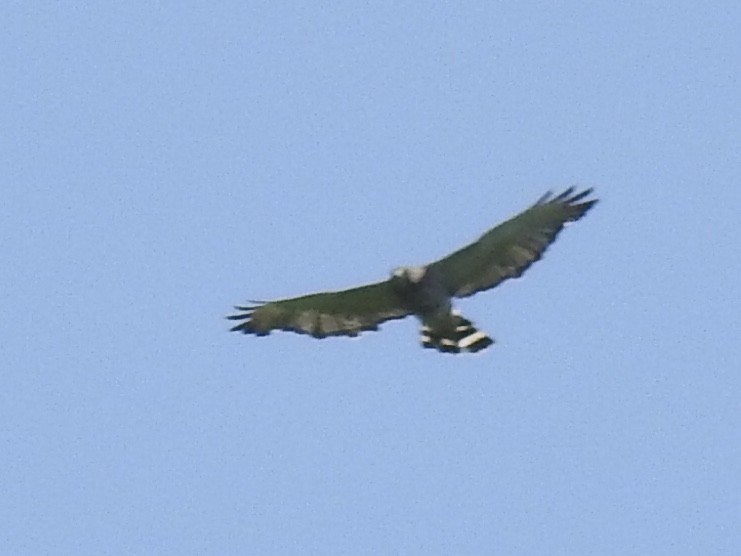 Broad-winged Hawk - ML620379637