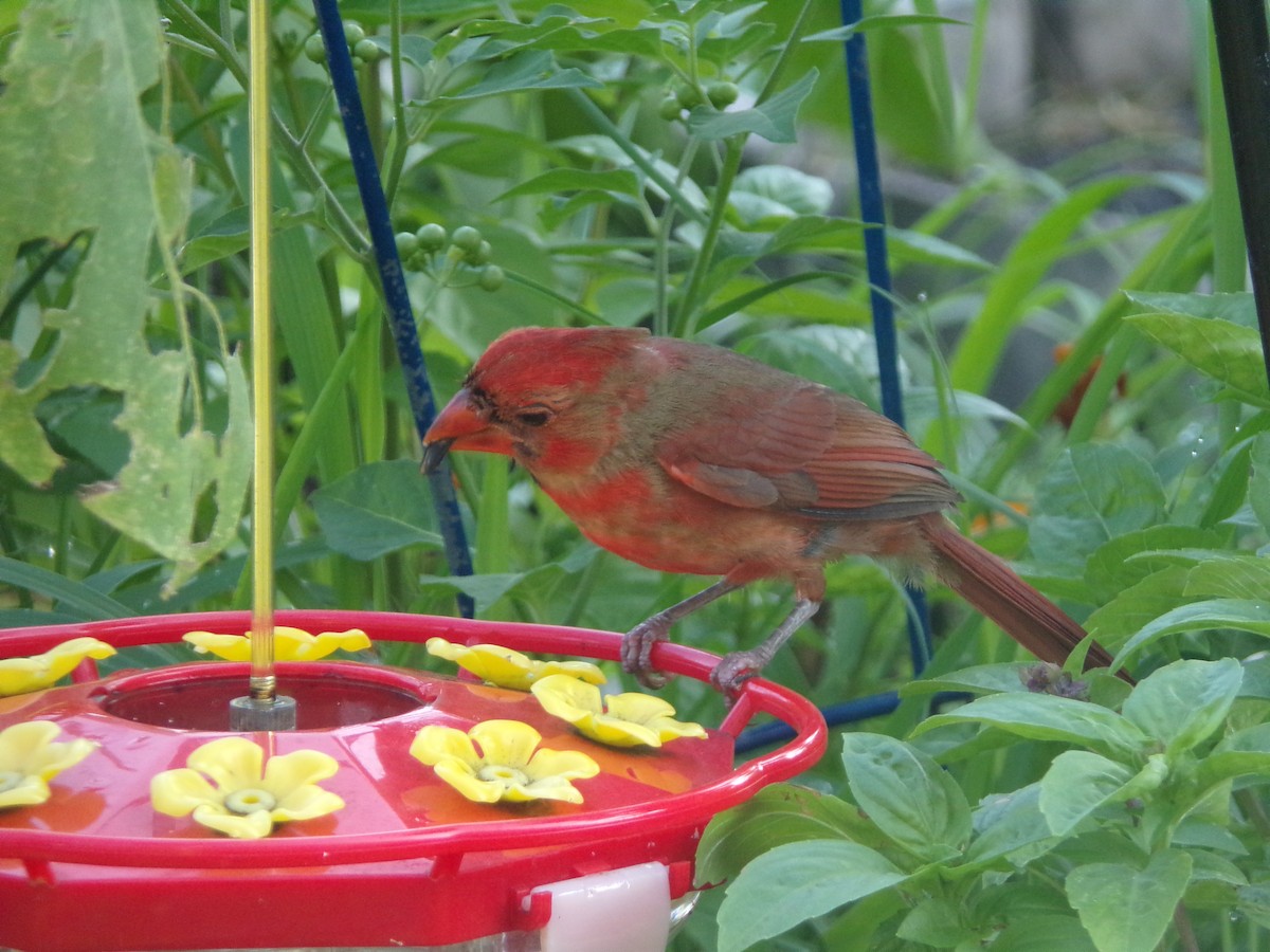 Northern Cardinal - ML620379650