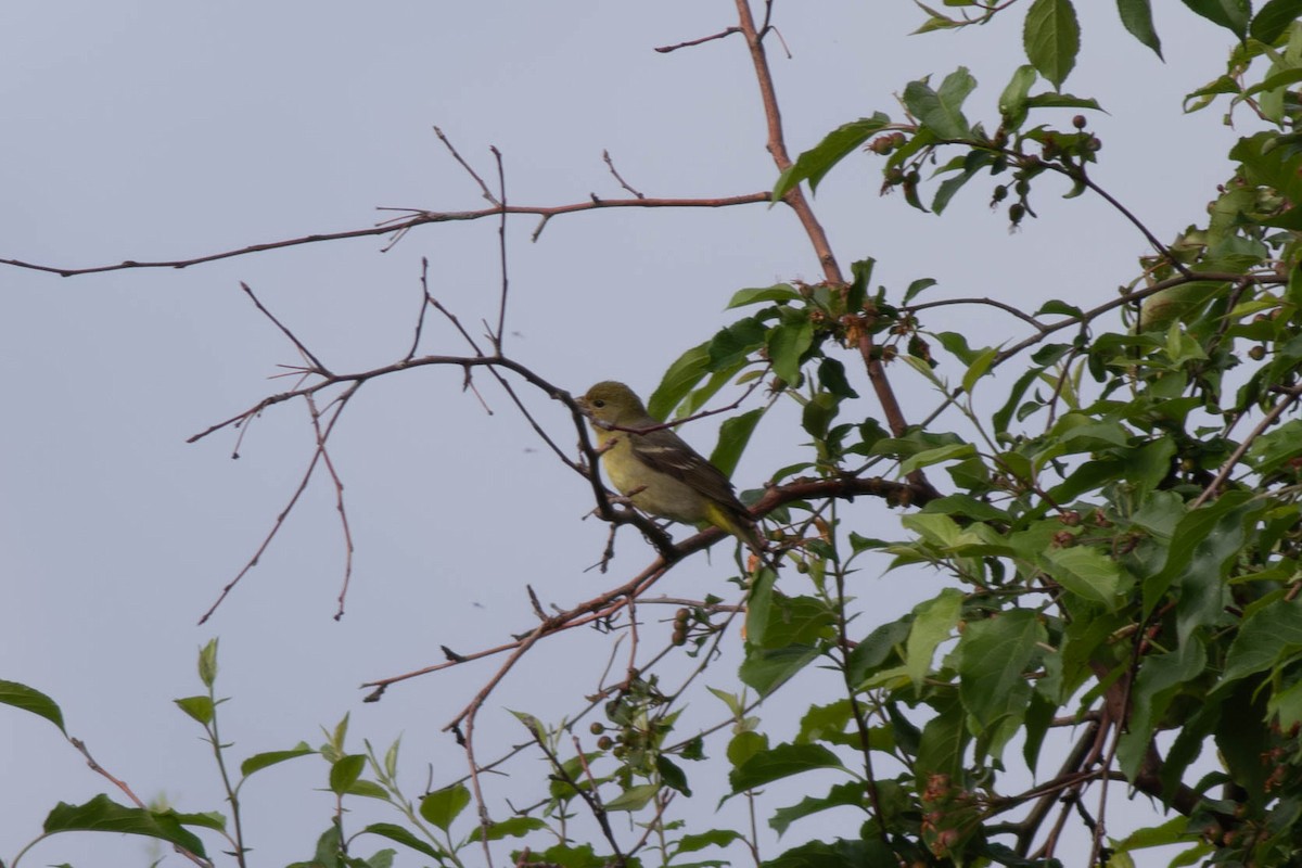 Western Tanager - ML620379655