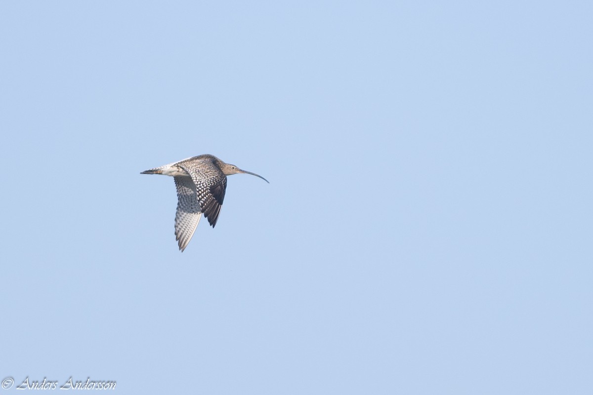 Eurasian Curlew - Anders Andersson