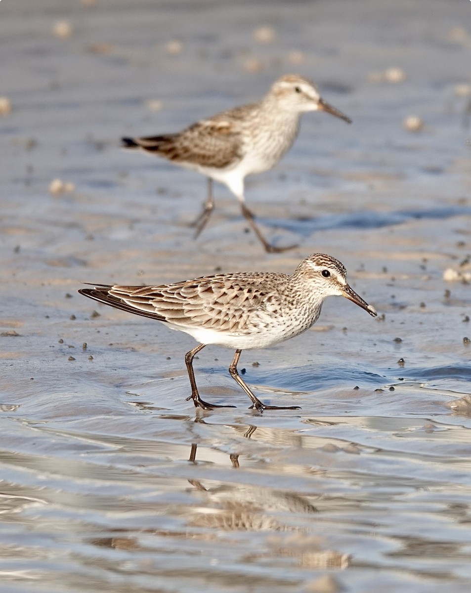 White-rumped Sandpiper - Michael Calamari