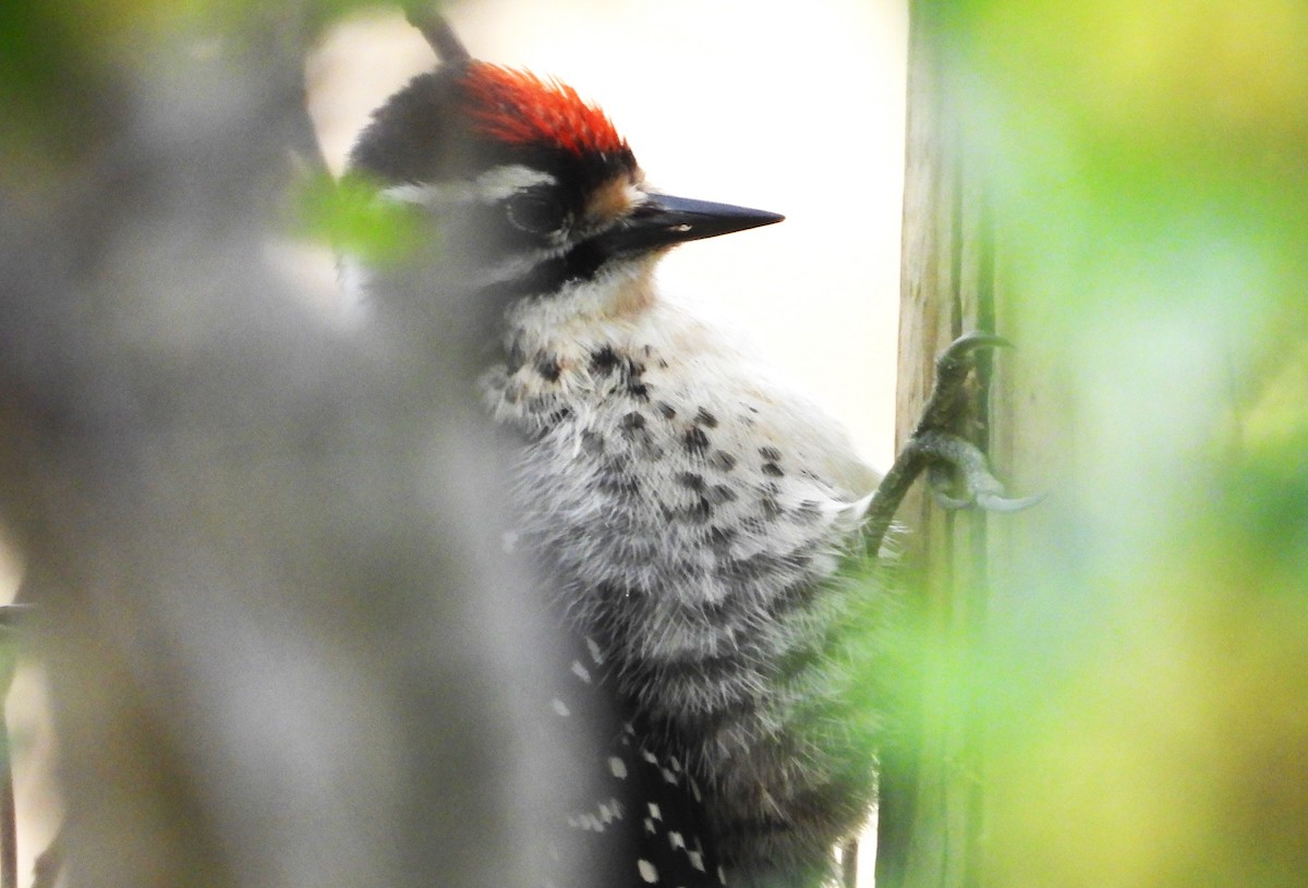 Nuttall's Woodpecker - ML620379675