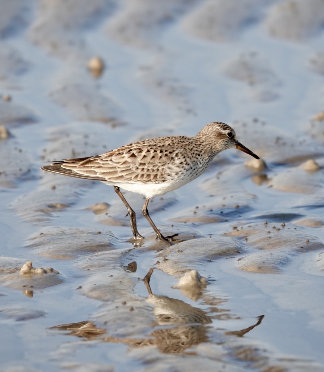 White-rumped Sandpiper - ML620379680