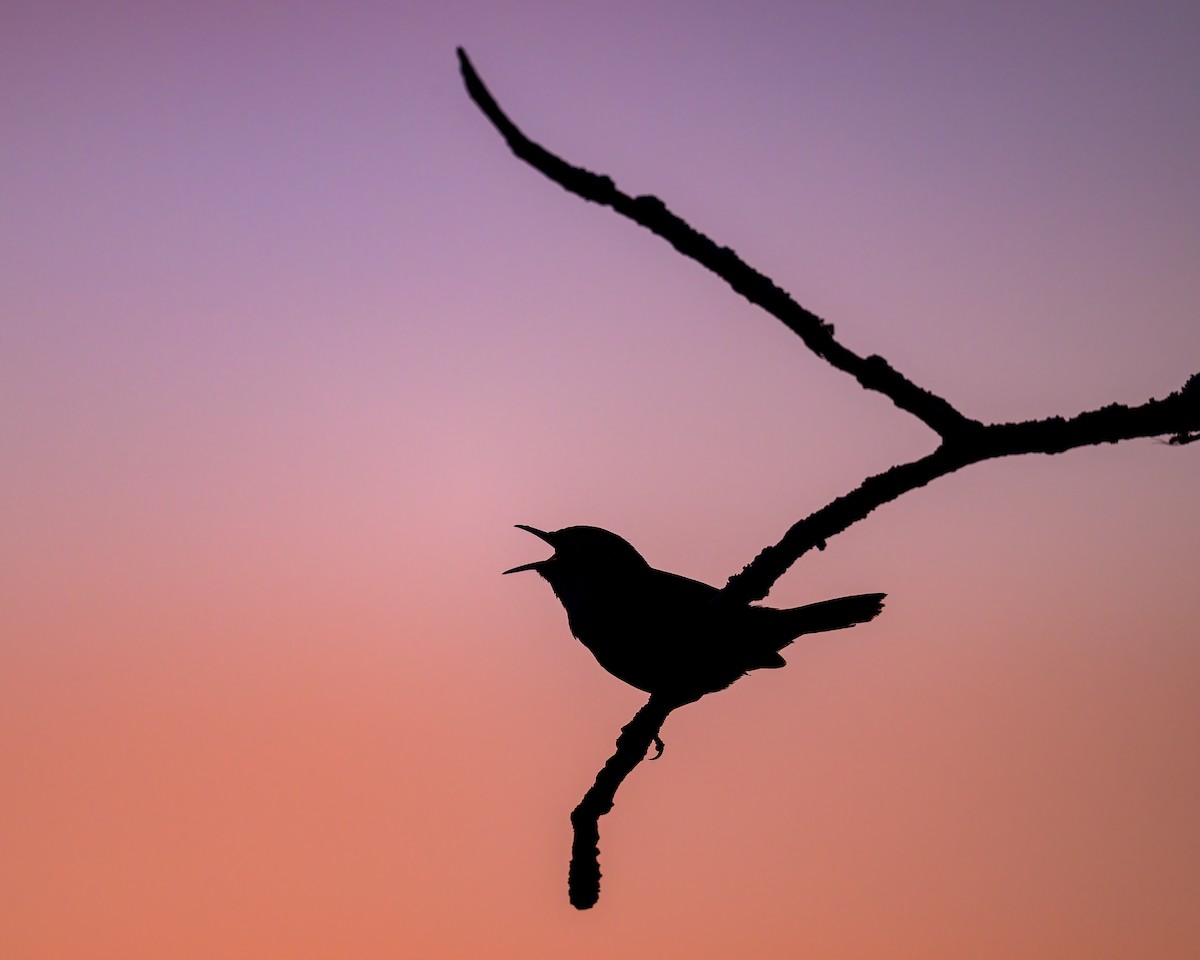 House Wren - Kip Cotter