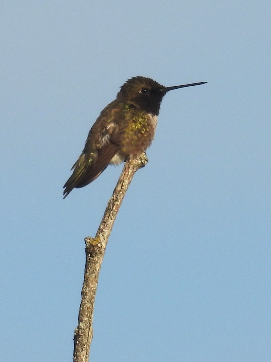 Black-chinned Hummingbird - ML620379694