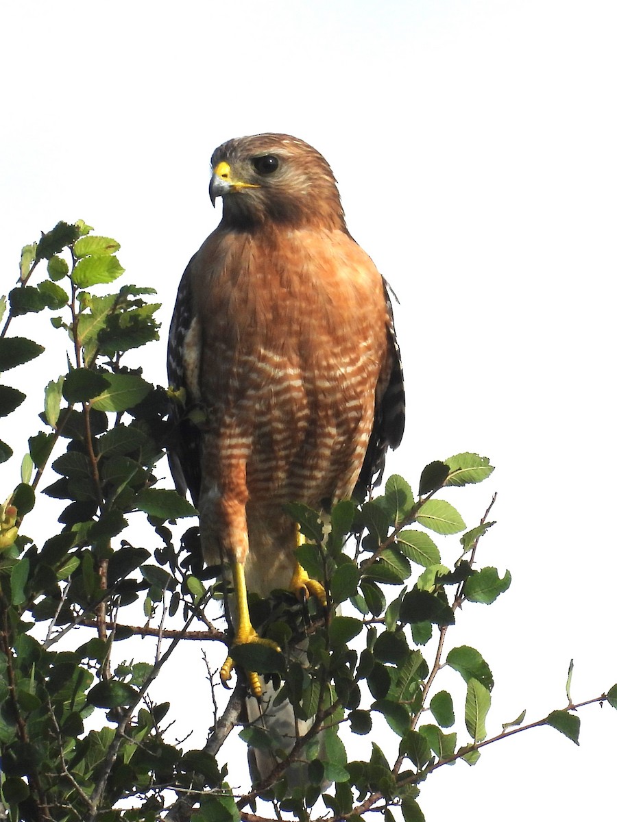 Red-shouldered Hawk - ML620379699