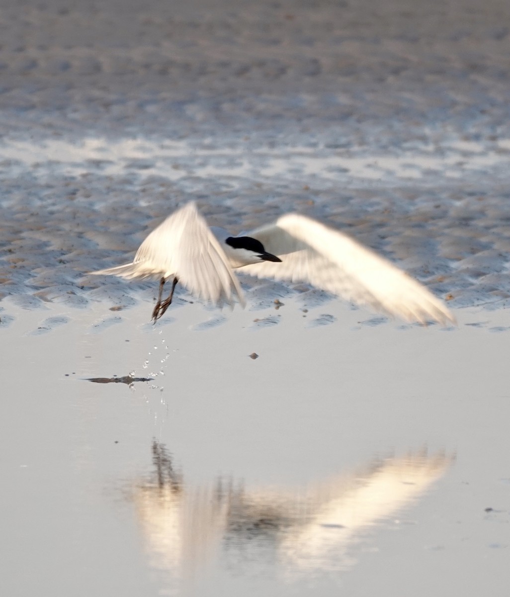 Gull-billed Tern - ML620379704