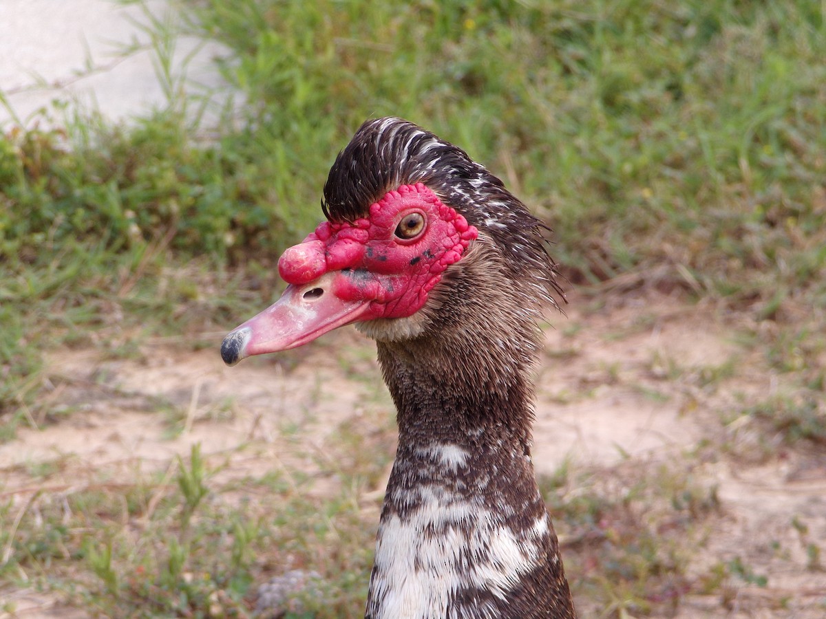 Muscovy Duck (Domestic type) - ML620379707