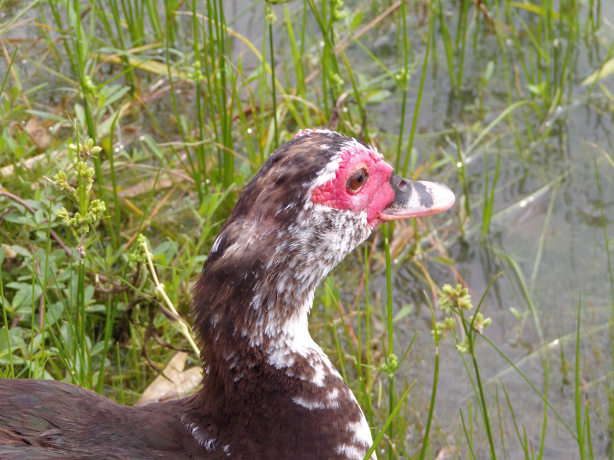 Muscovy Duck (Domestic type) - ML620379708