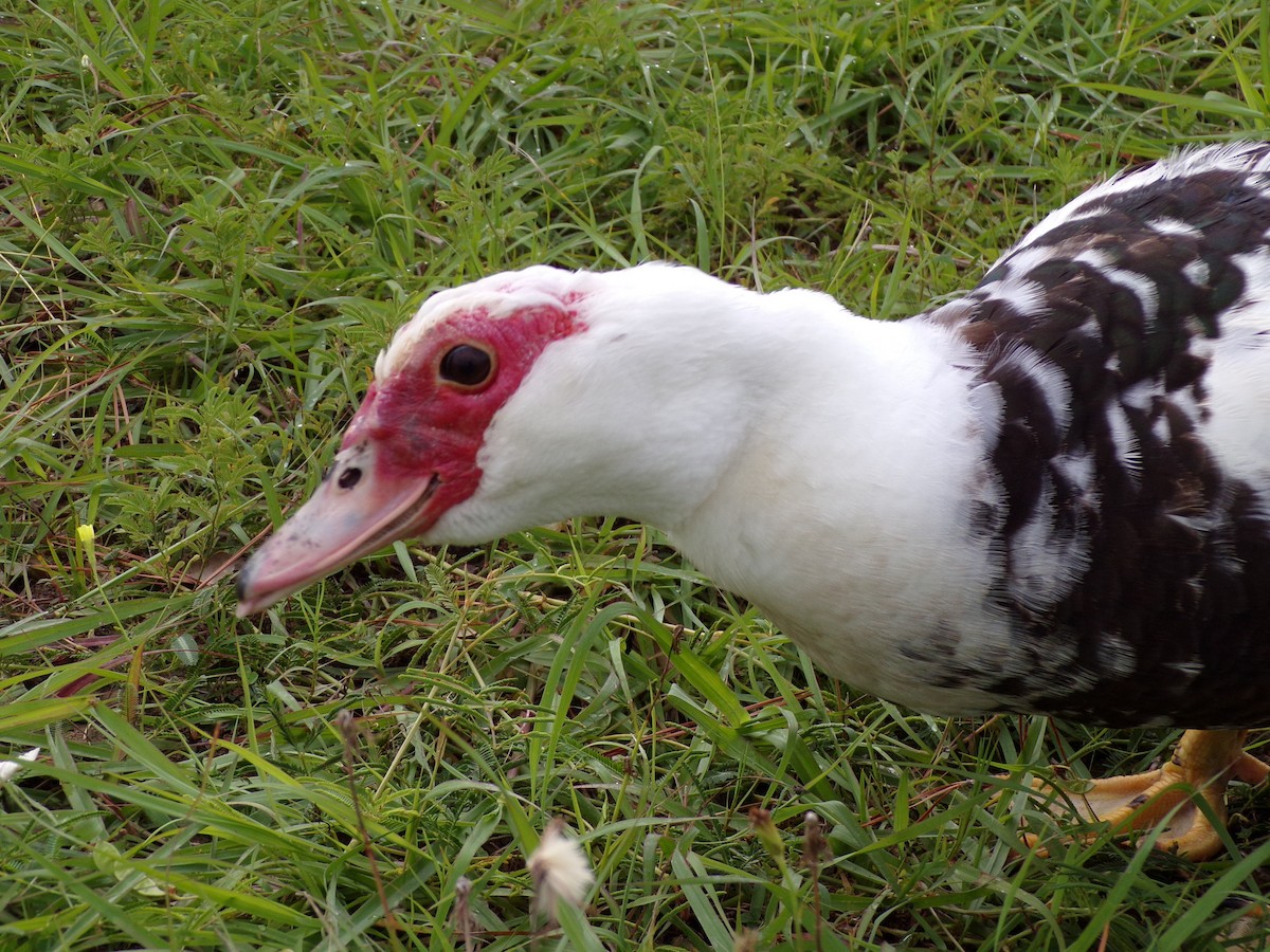 Muscovy Duck (Domestic type) - ML620379711