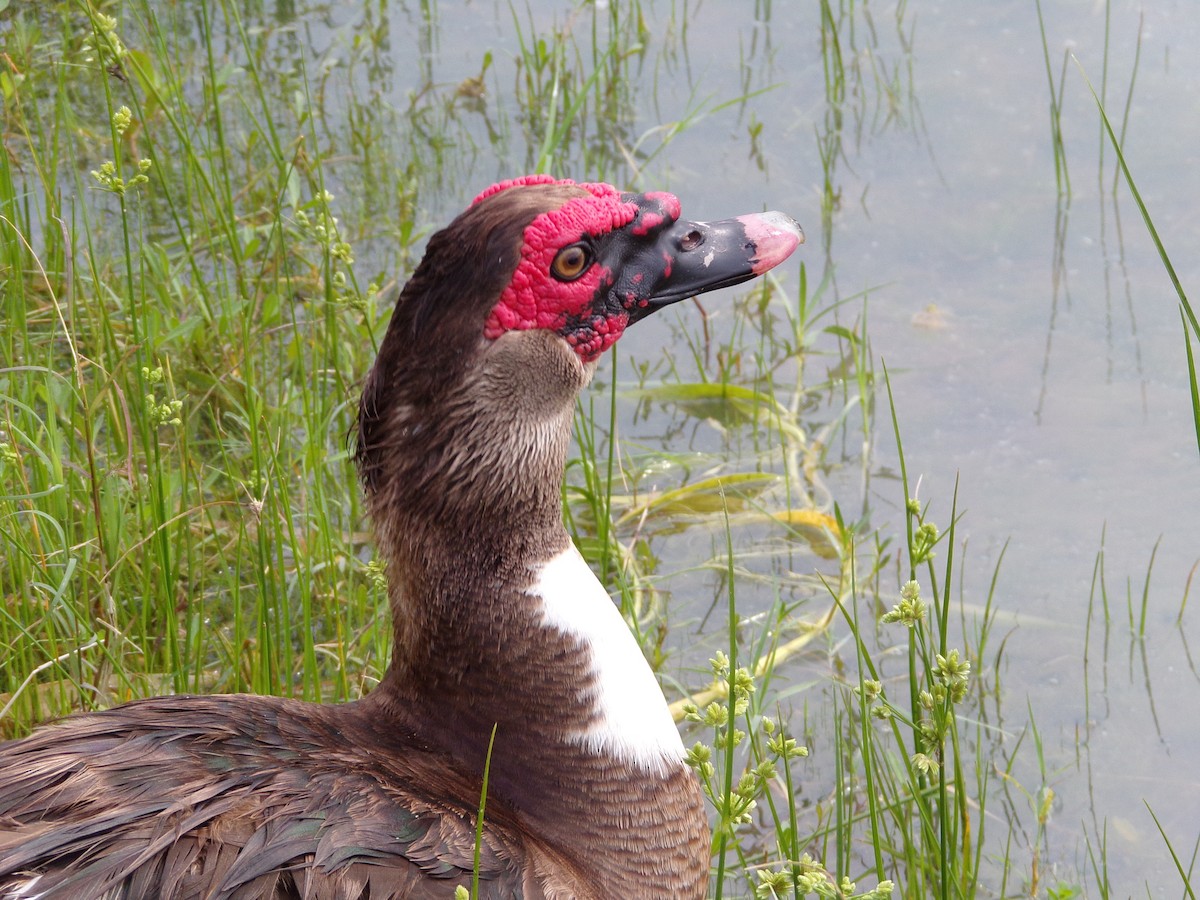 Muscovy Duck (Domestic type) - ML620379713