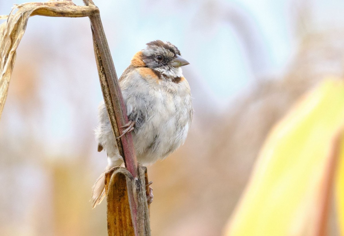 Rufous-collared Sparrow - ML620379719