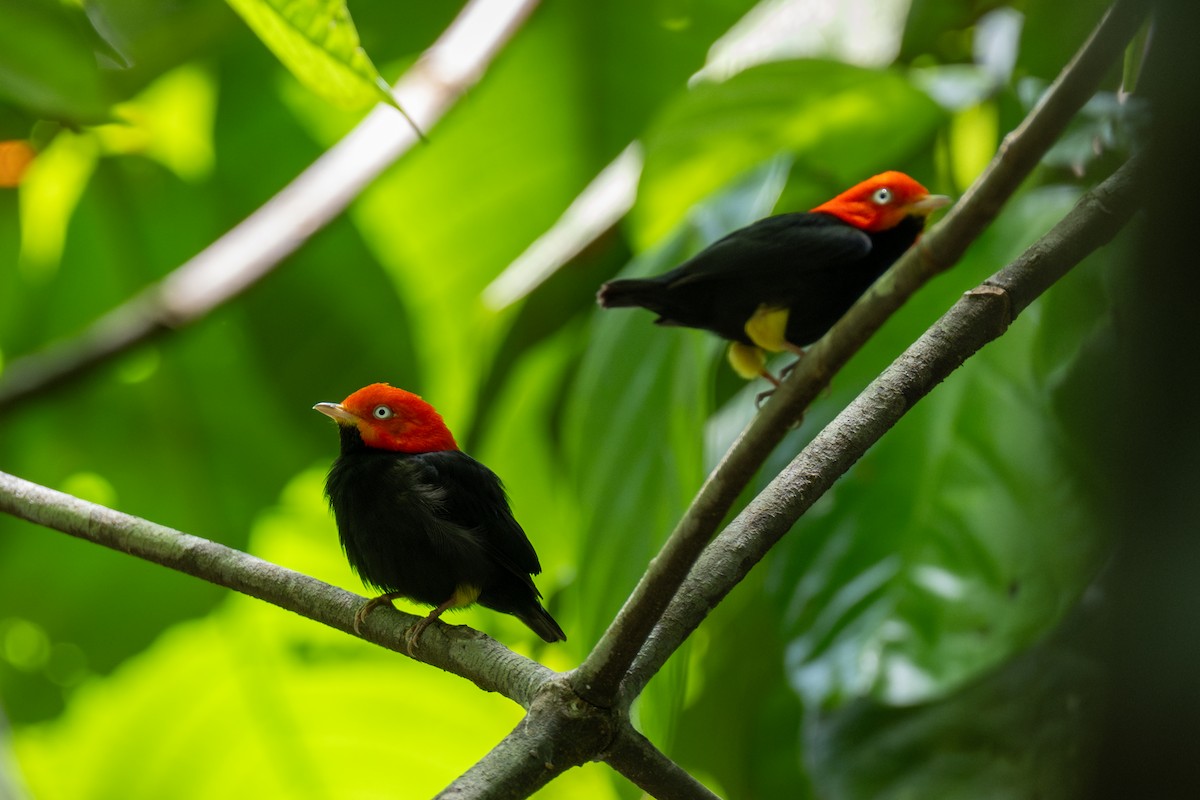 Red-capped Manakin - ML620379722
