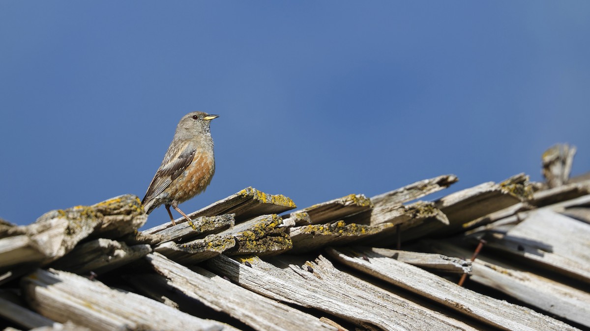 Alpine Accentor - ML620379732