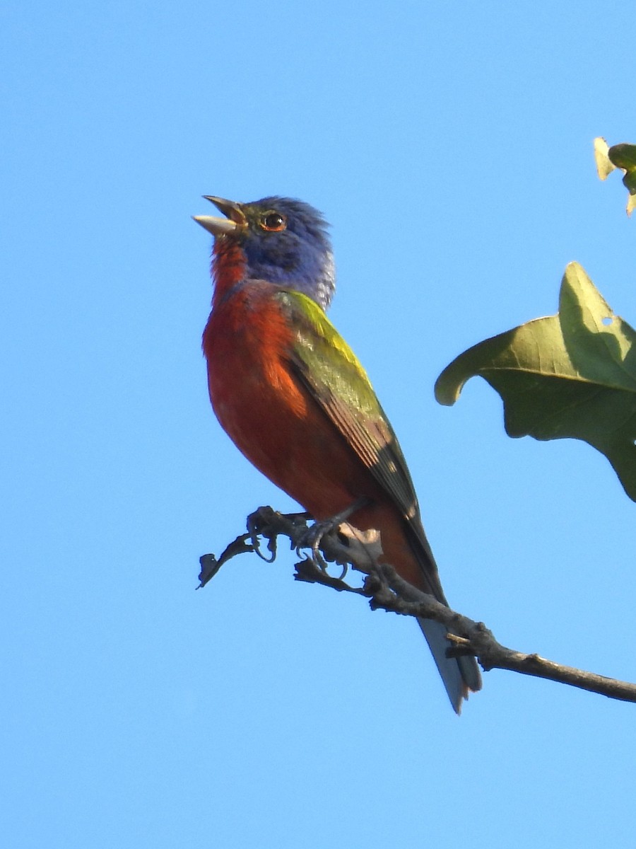 Painted Bunting - ML620379733