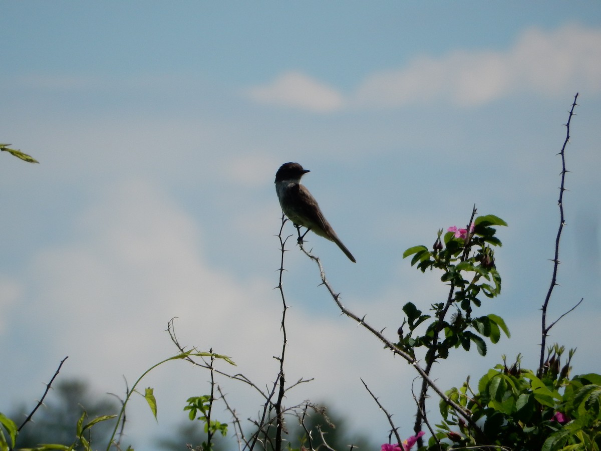 Eastern Phoebe - ML620379734