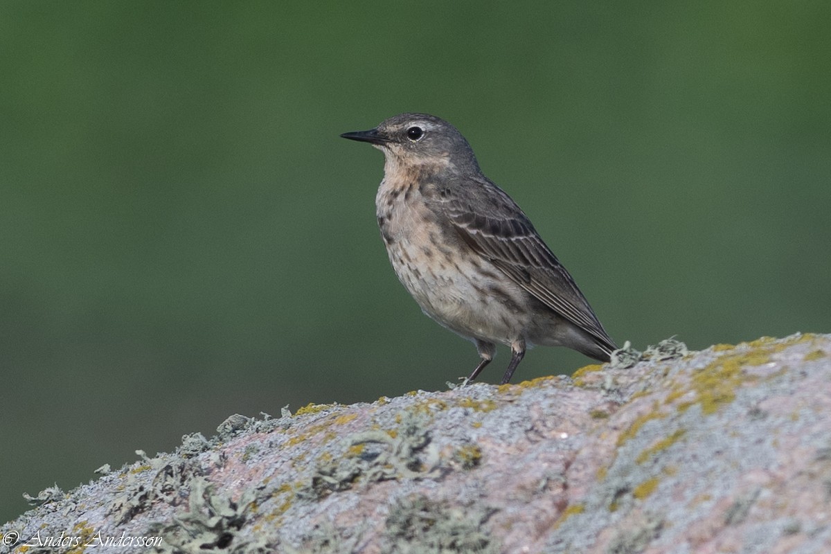 Rock Pipit - Anders Andersson