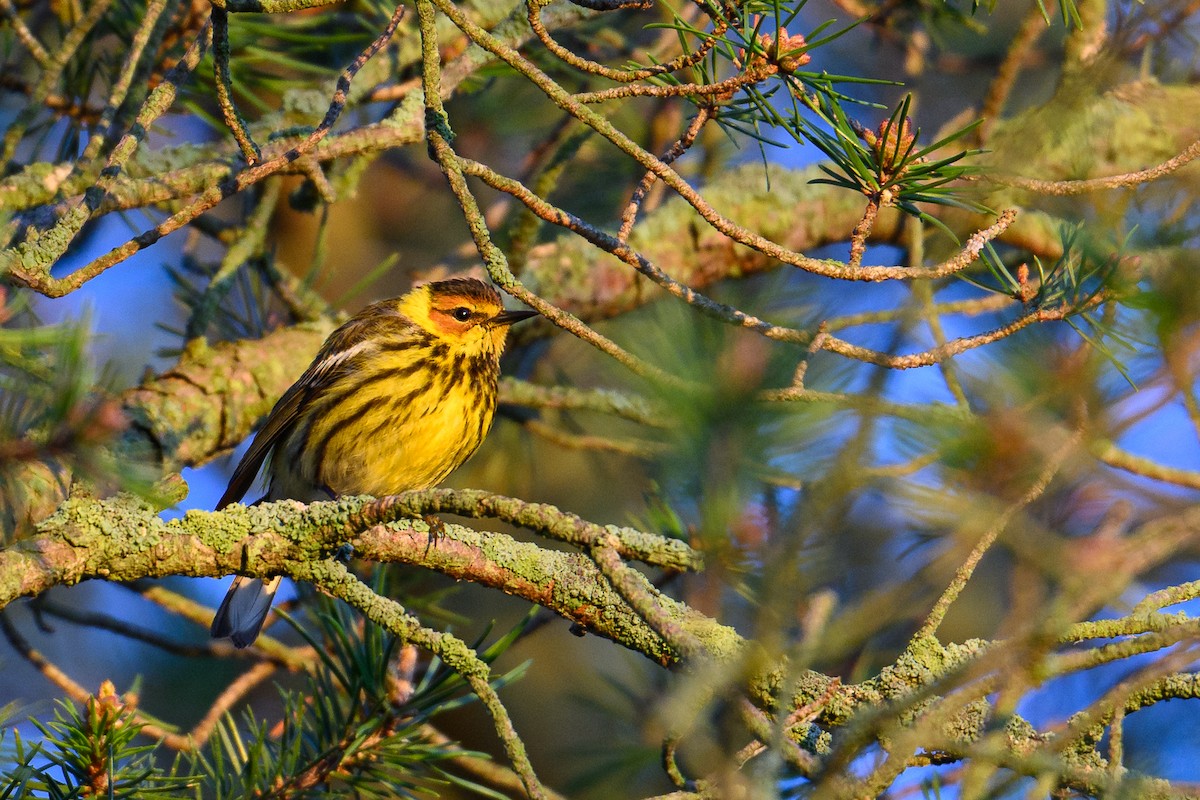 Cape May Warbler - ML620379751