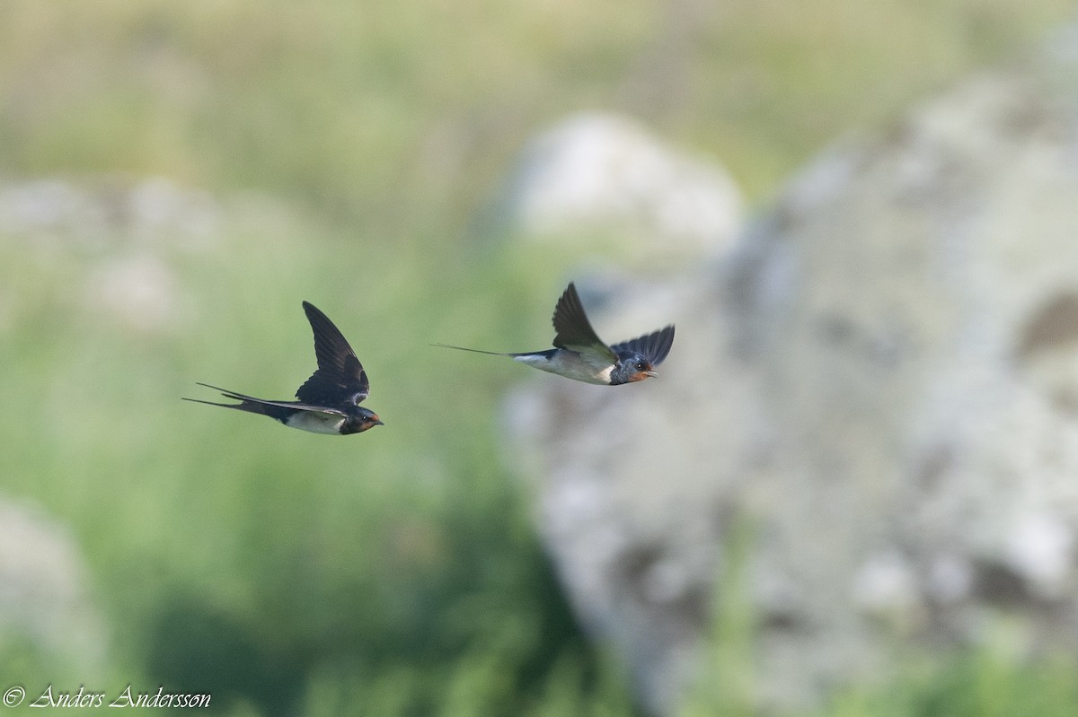 Barn Swallow - ML620379756