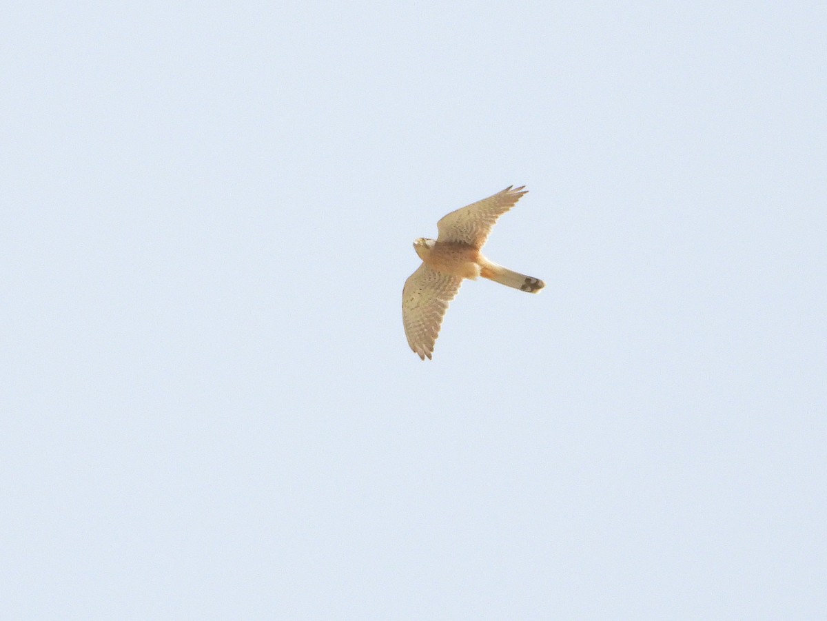 Eurasian Kestrel - ML620379768