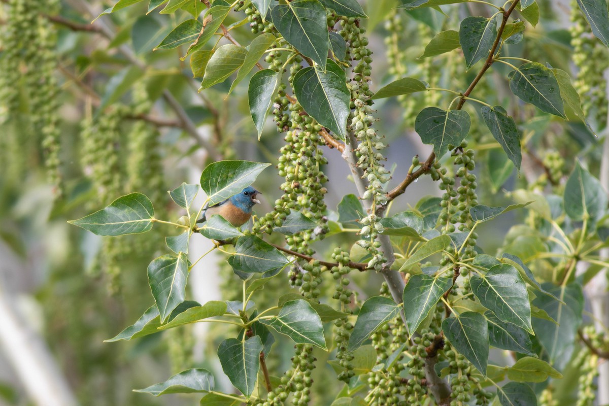 Lazuli Bunting - ML620379772