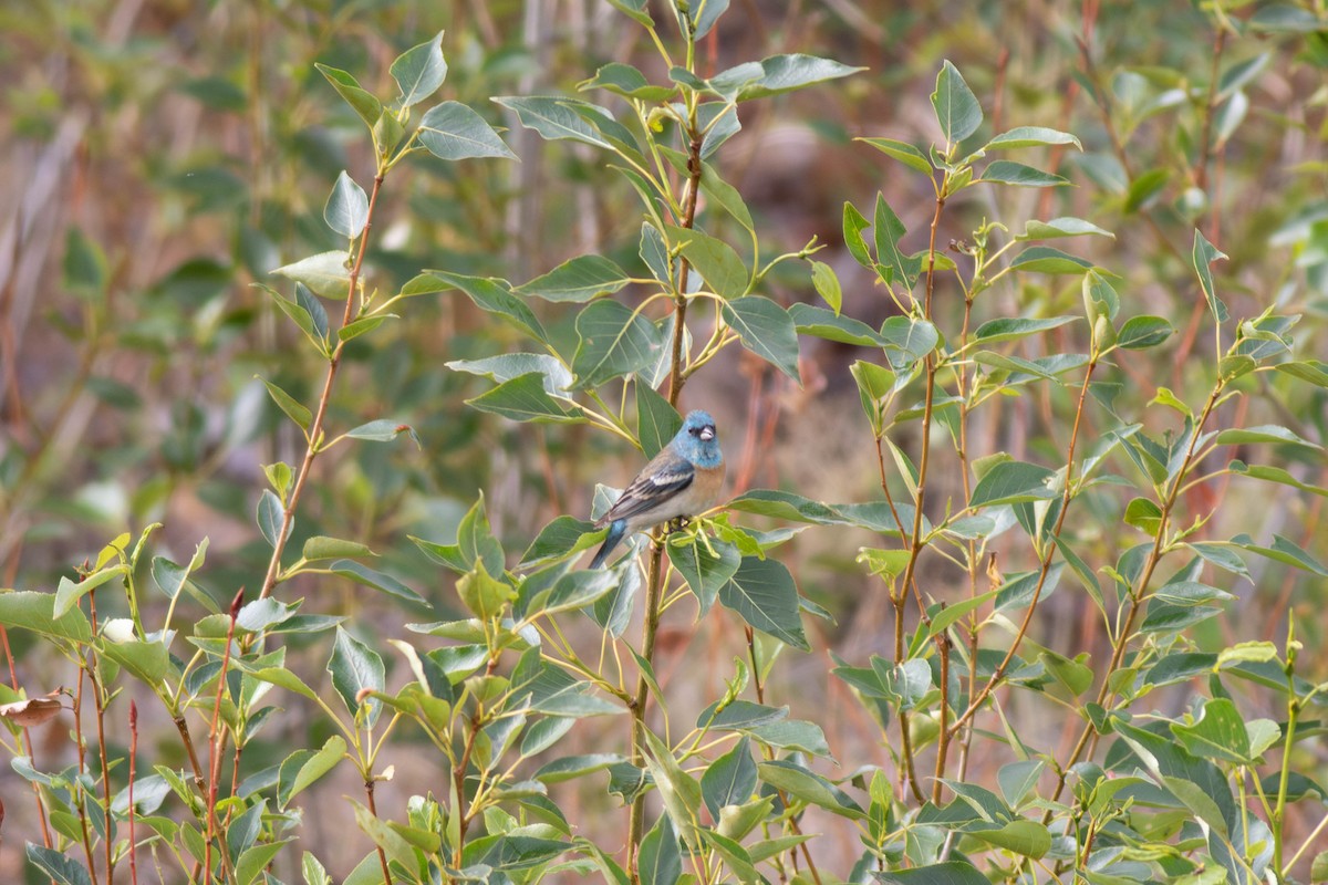 Lazuli Bunting - ML620379774