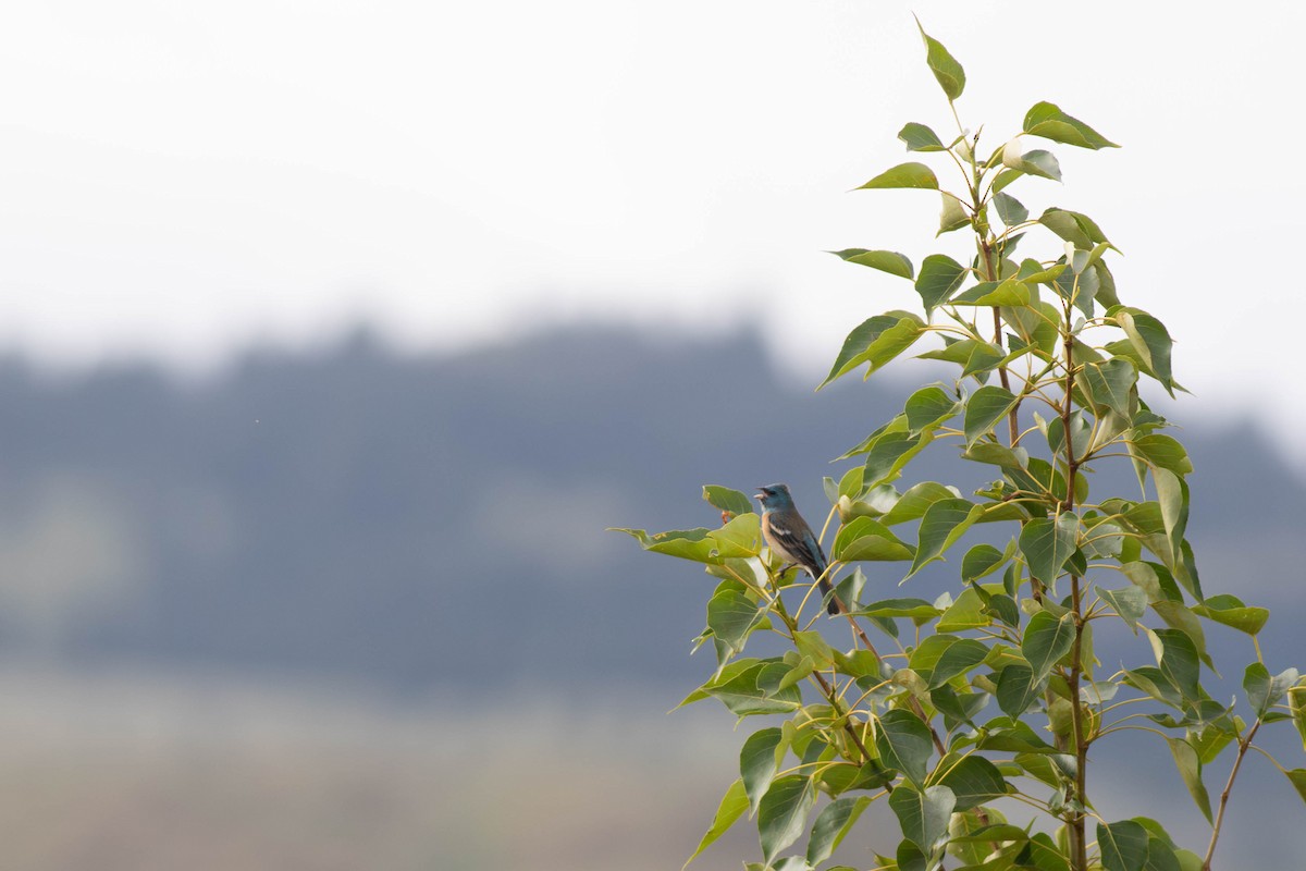 Lazuli Bunting - ML620379777